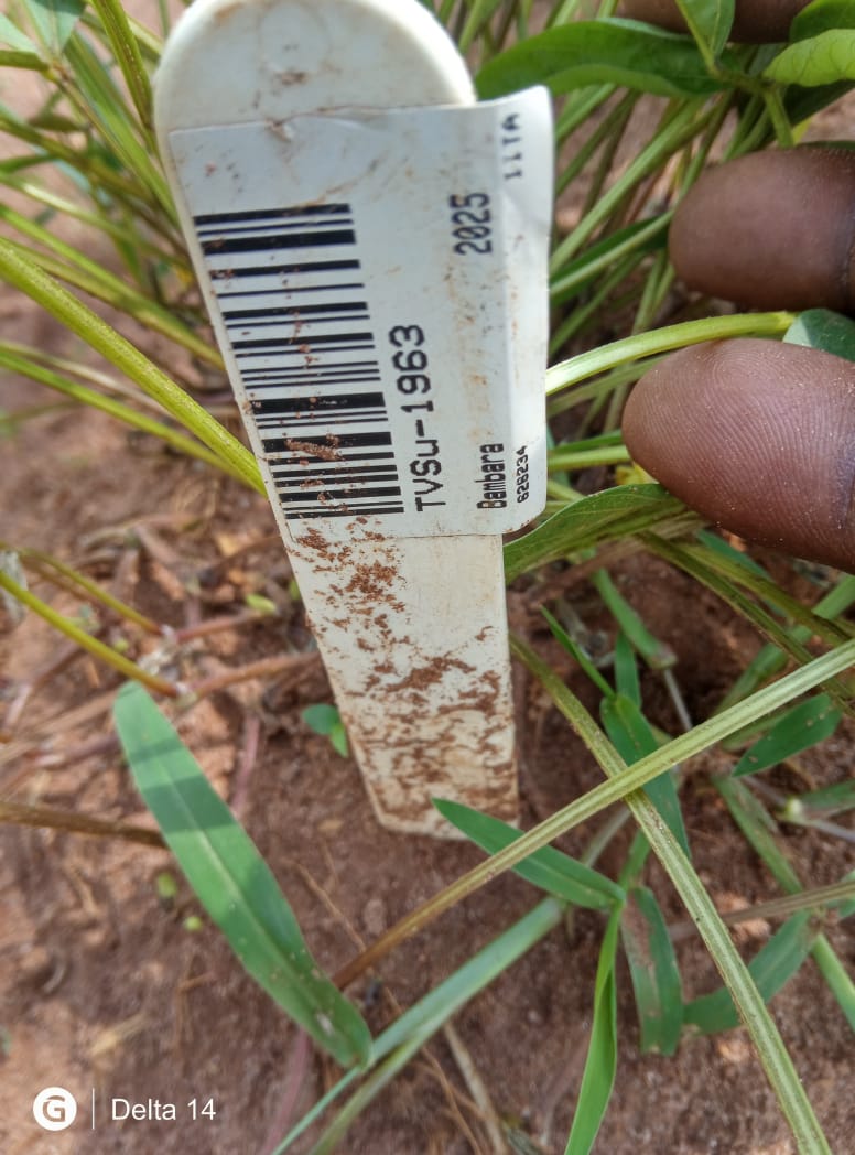 Levitikos Dembure - Research Field Work