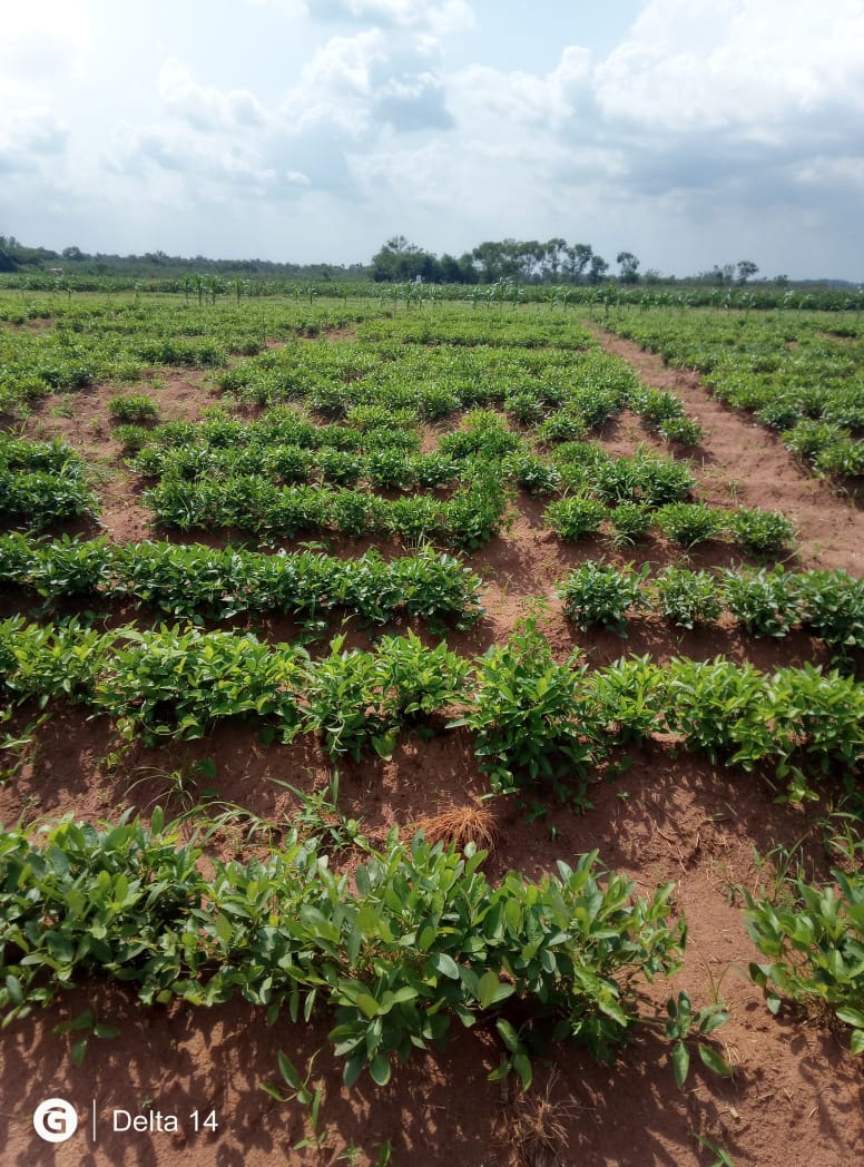 Levitikos Dembure - Research Field Work