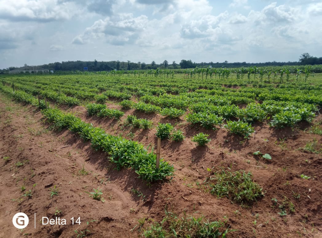 Levitikos Dembure - Research Field Work
