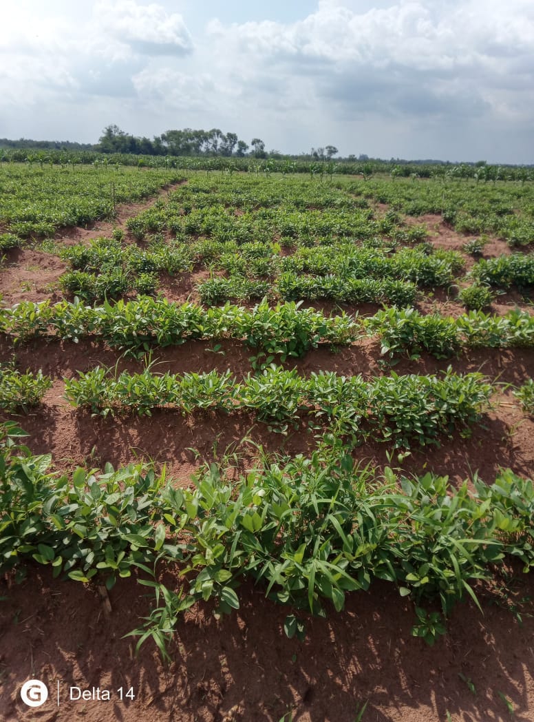 Levitikos Dembure - Research Field Work