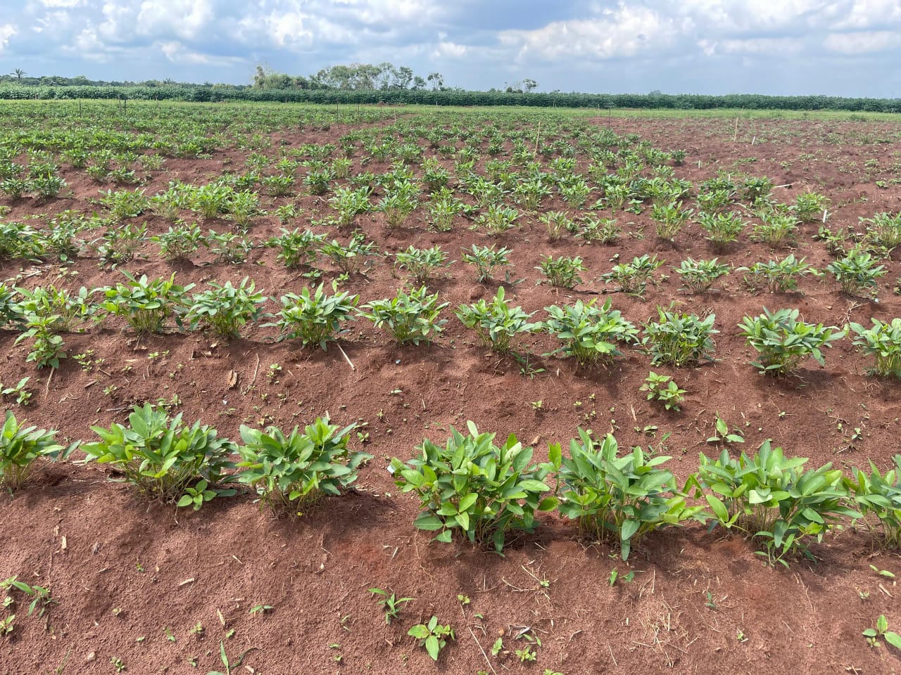 Levitikos Dembure - Research Field Work