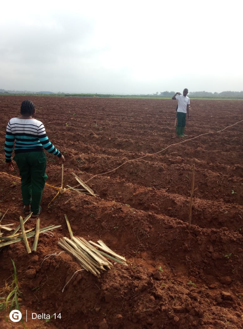 Levitikos Dembure - Research Field Work