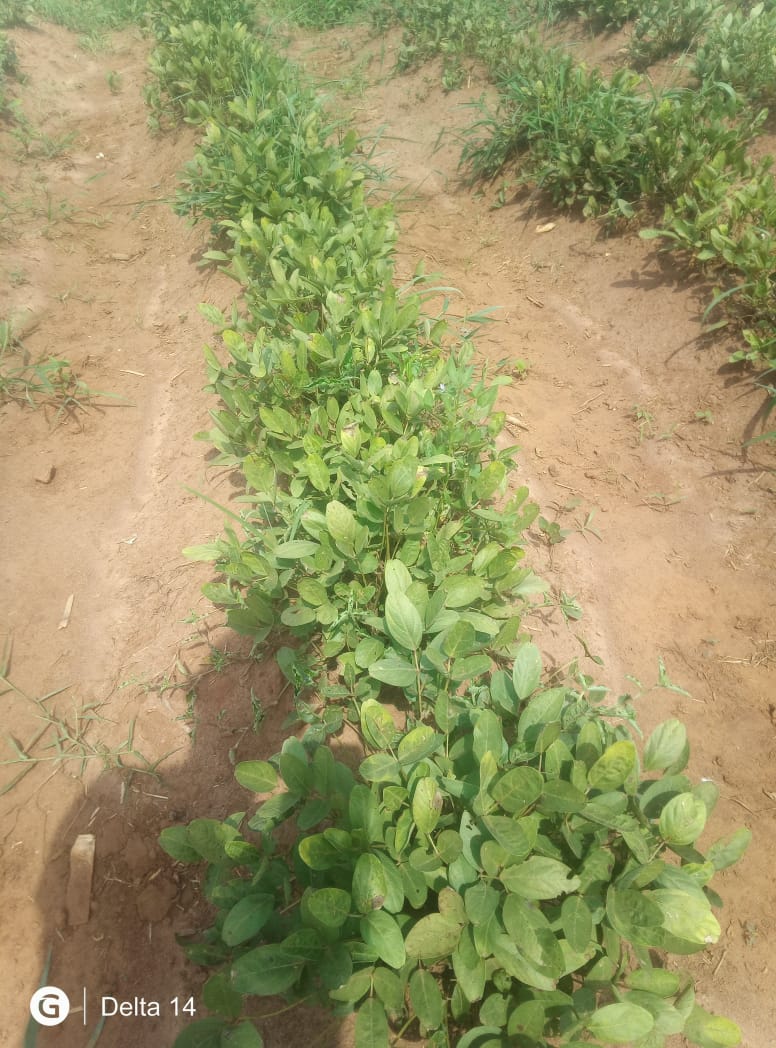 Levitikos Dembure - Research Field Work