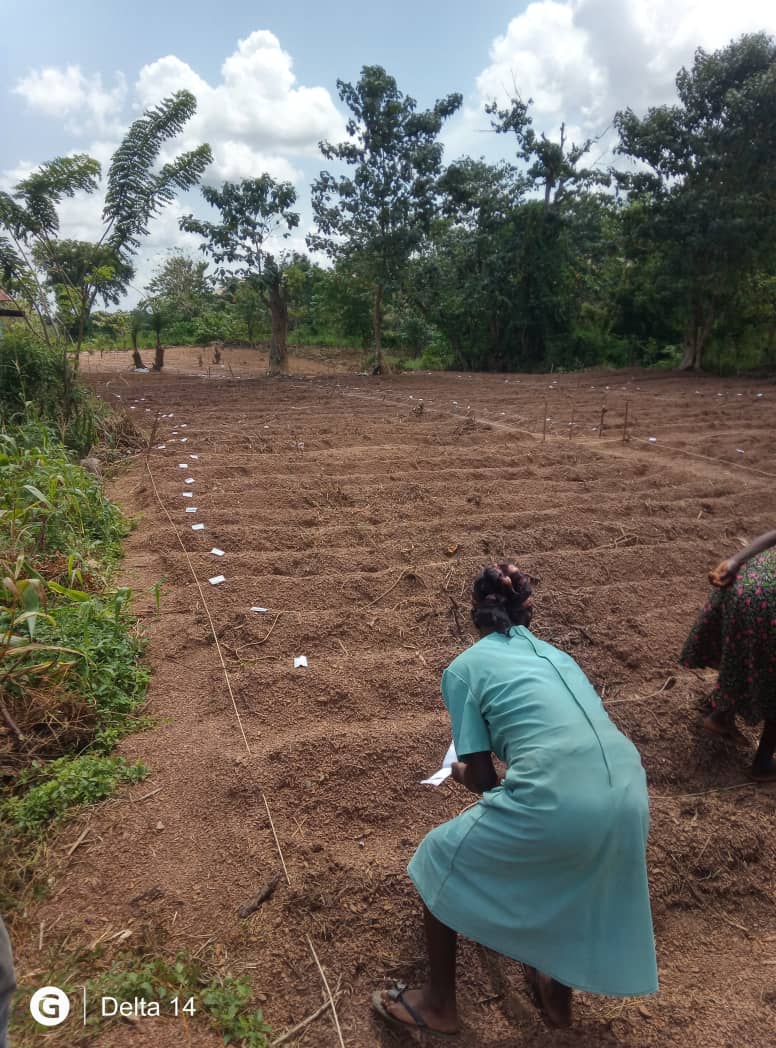 Levitikos Dembure - Research Field Work