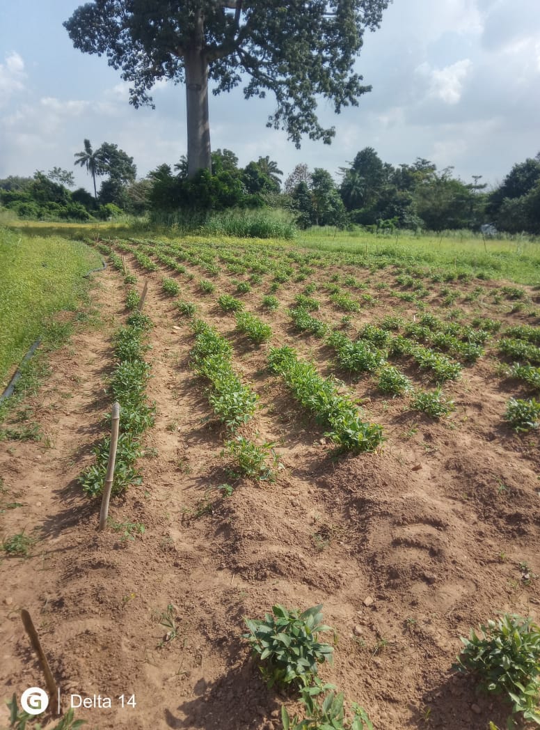 Levitikos Dembure - Research Field Work