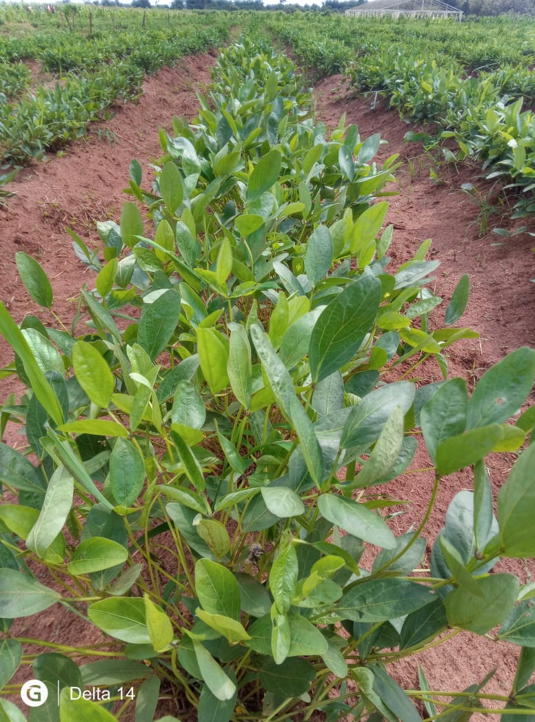 Levitikos Dembure - Research Field Work