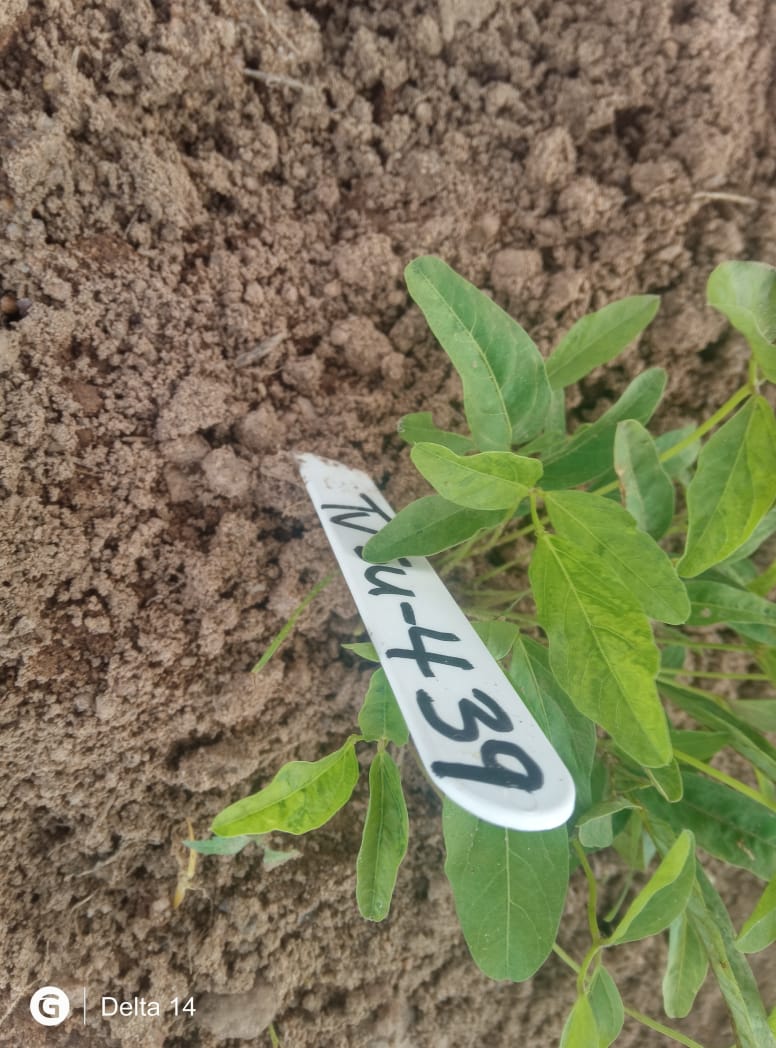 Levitikos Dembure - Research Field Work