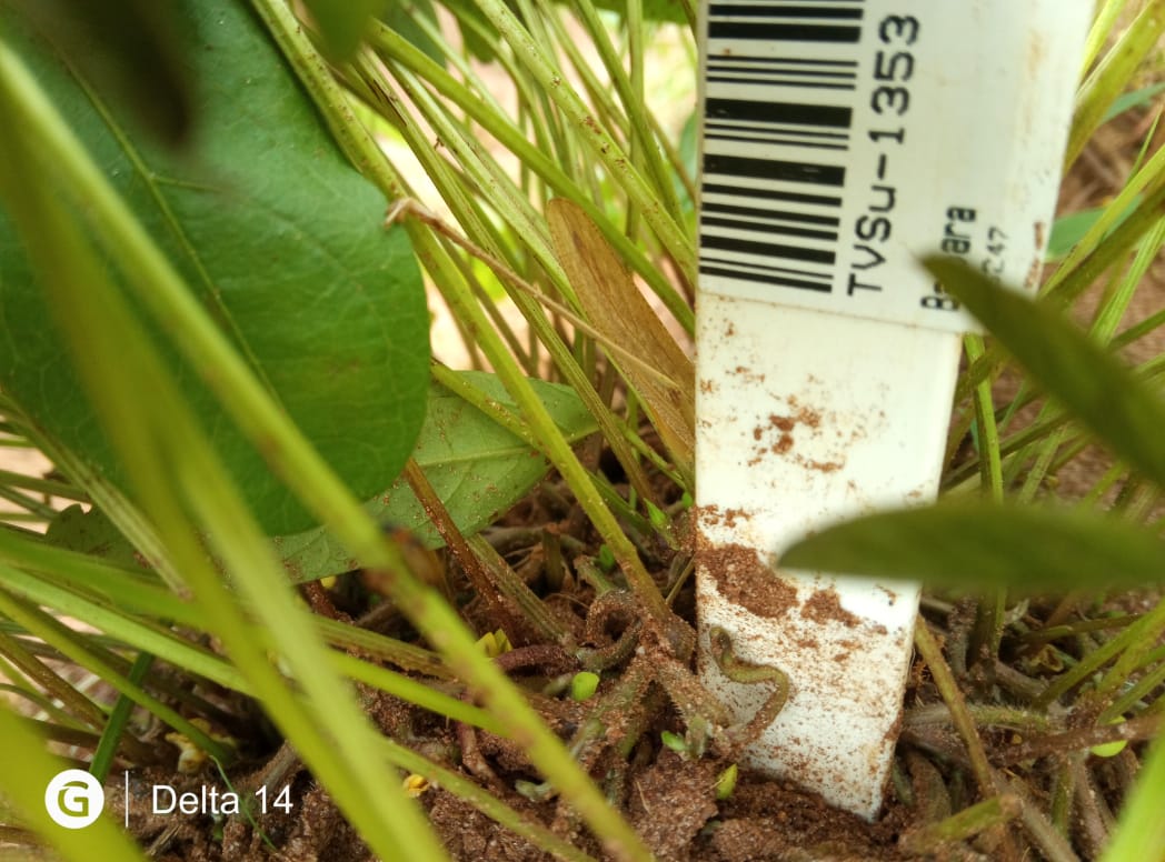 Levitikos Dembure - Research Field Work