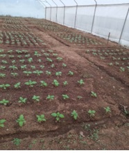 Tsegay Redae Nuguse  - Gallery