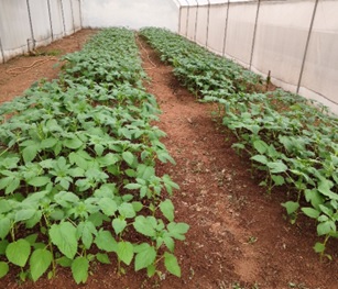 Tsegay Redae Nuguse - Gallery