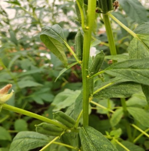 Tsegay Redae Nuguse - Gallery