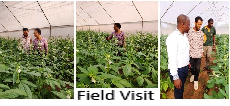 Tsegay Redae Nuguse - Gallery